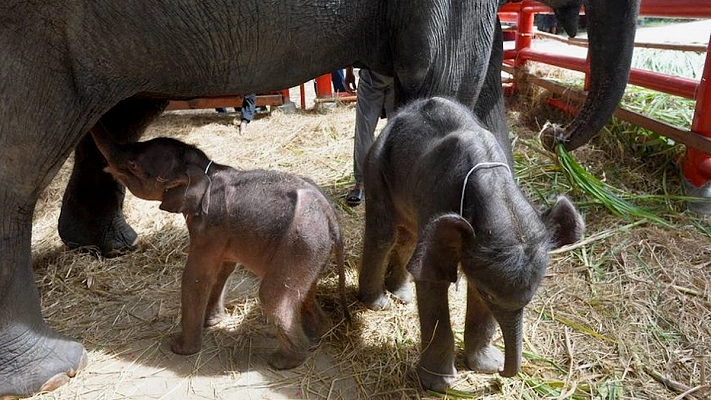 В Таиланде на свет родились редкие слонята