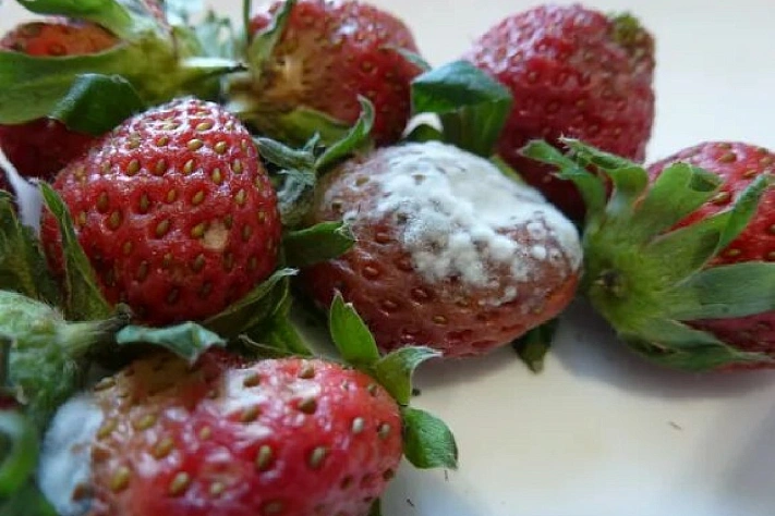 Чем опасно употребления фруктов с плесенью