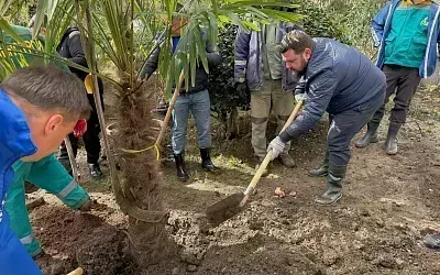 В Ялте создают один из самых больших розариев города