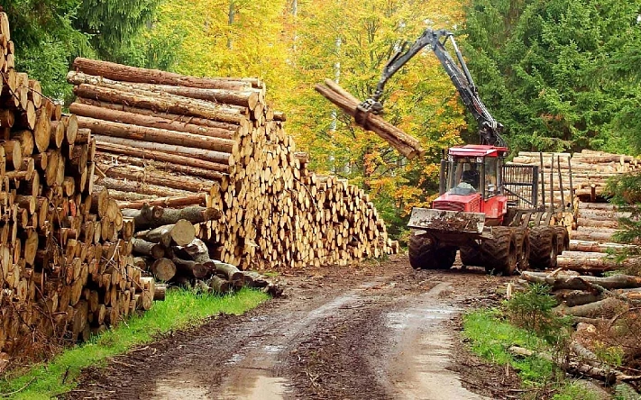 Россия продолжает сокращать экспорт древесины