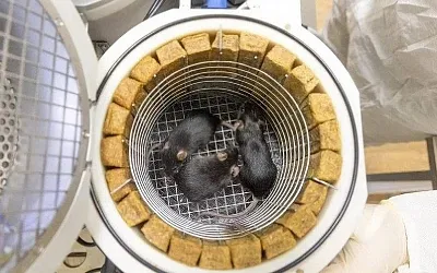 Учёные обнаружили, что космический полёт вызывает иммунный стресс