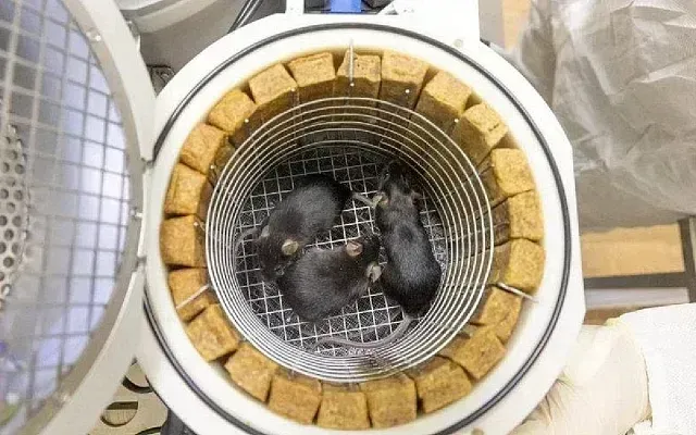 Учёные обнаружили, что космический полёт вызывает иммунный стресс