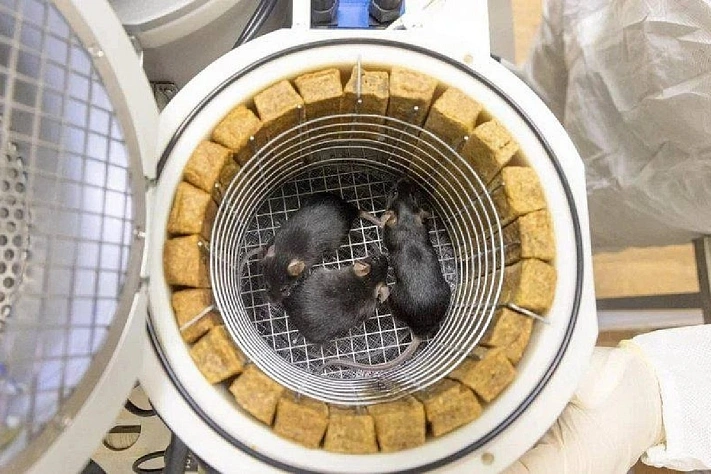 Учёные обнаружили, что космический полёт вызывает иммунный стресс