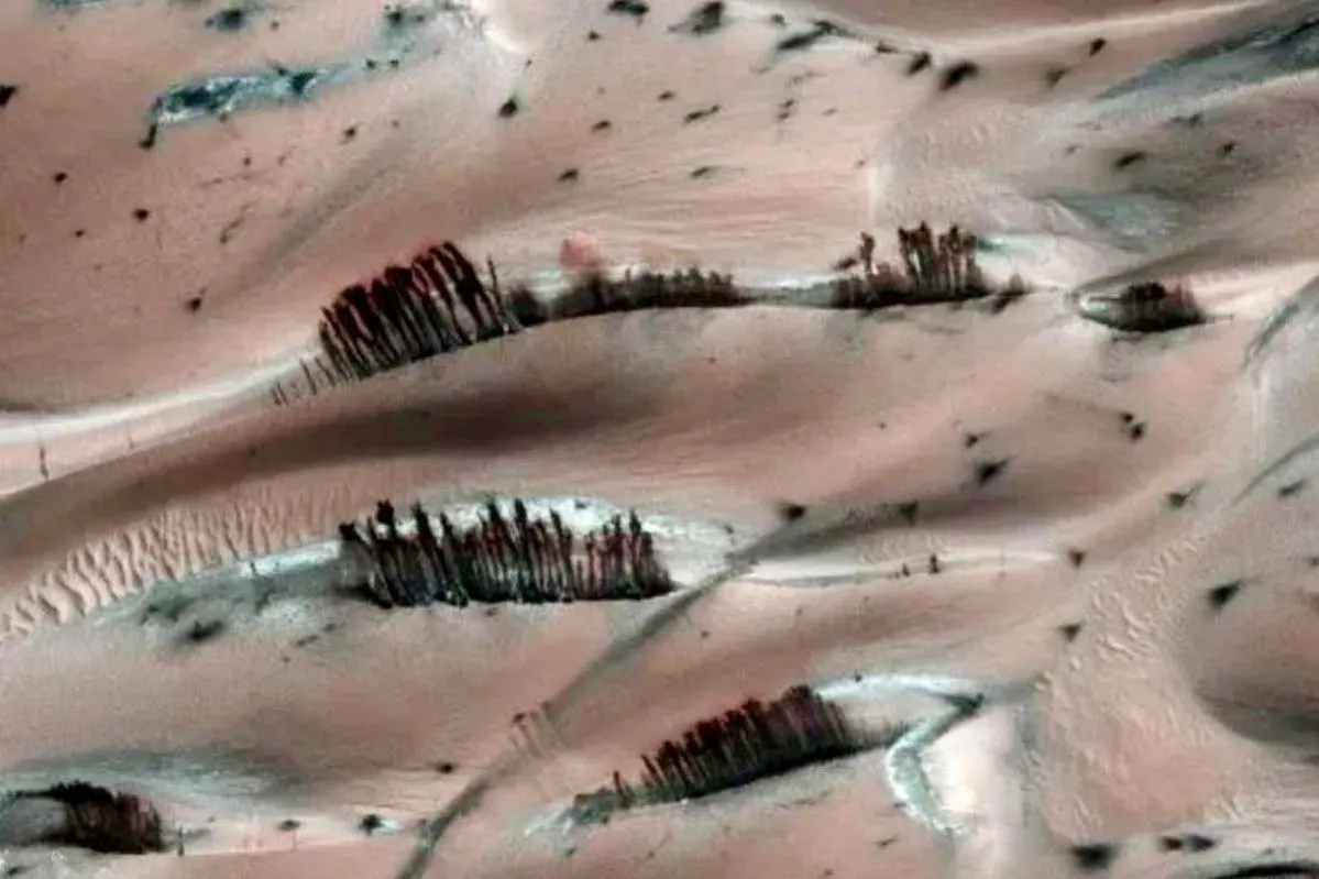 Растут ли «деревья» на Марсе? NASA объяснило загадочную фотографию