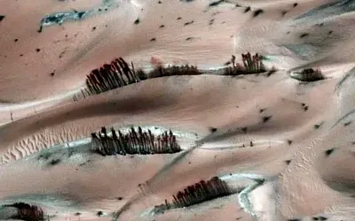 Растут ли «деревья» на Марсе? NASA объяснило загадочную фотографию