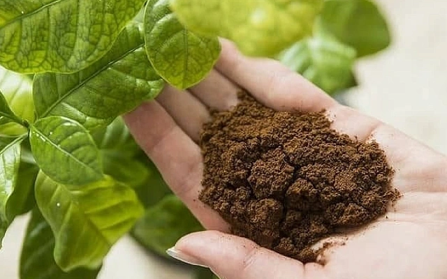 Когда кофейная гуща хороша в виде удобрения