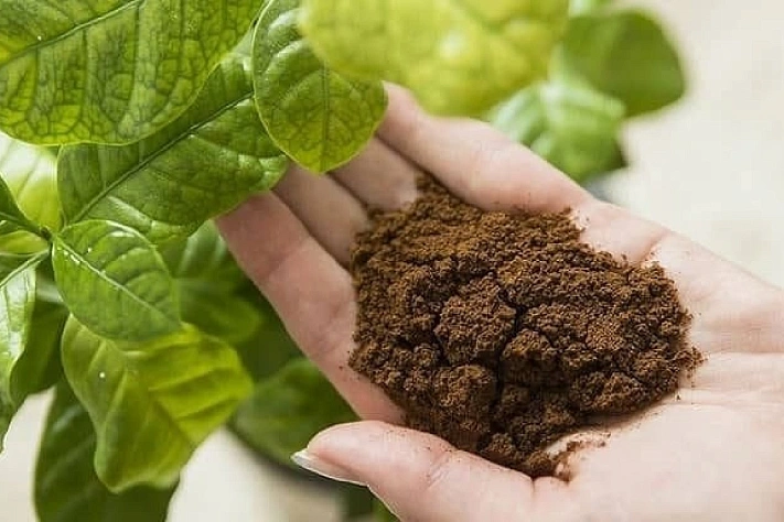 Когда кофейная гуща хороша в виде удобрения