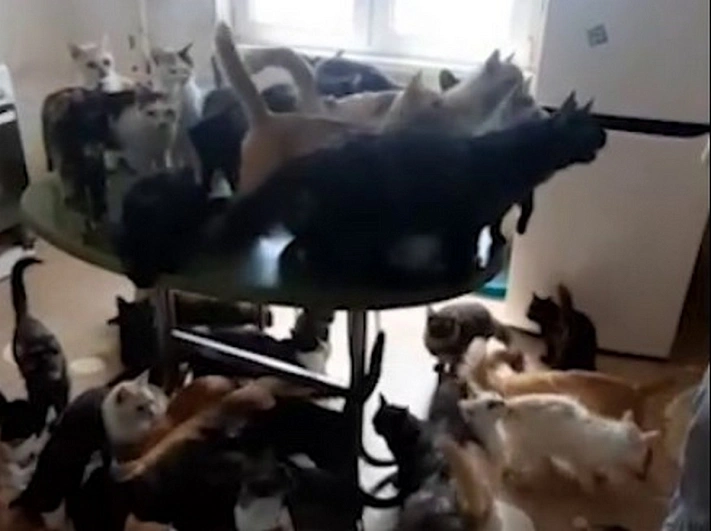 В Краснодаре в квартире нашли 50 истощённых кошек