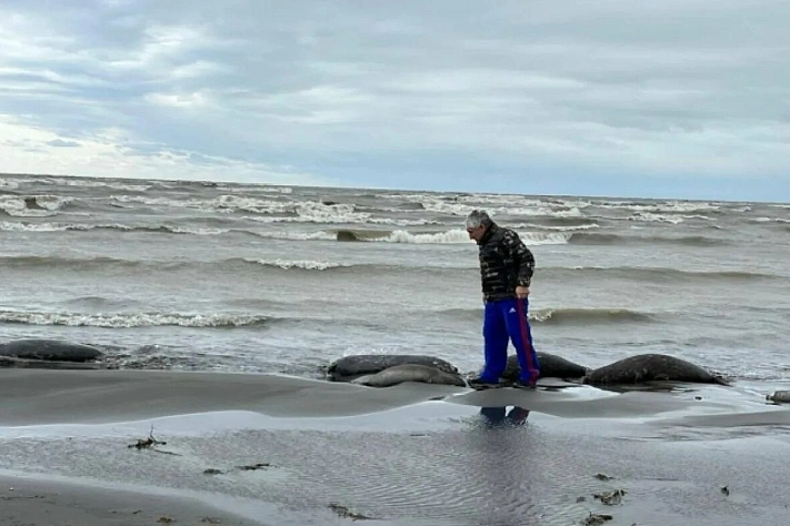 На побережье Дагестана обнаружены десятки туш тюленей и птиц
