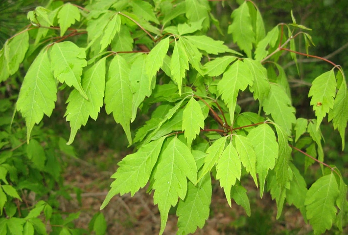 Ясенелистый клён будет признан опасным растением наравне с борщевиком