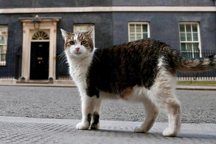 Первый кот Британии отмечает 15 лет на Даунинг-стрит