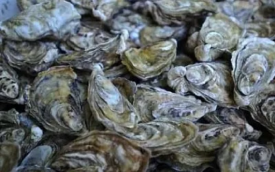 Азовское море обрело нового деликатеса