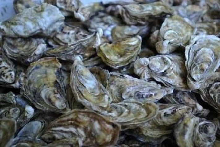 Азовское море обрело нового деликатеса