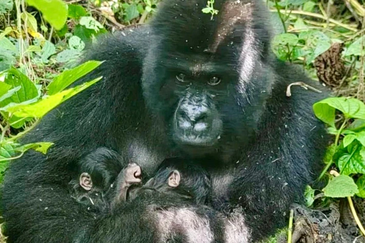 Горилла с двойным сюрпризом — что увидели рейнджеры Вирунги