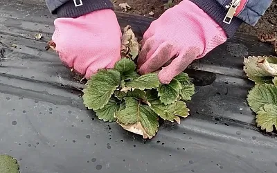 Какие листья клубники нужно безжалостно удалять ради большого урожая