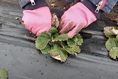 какие листья клубники нужно безжалостно удалять ради большого урожая