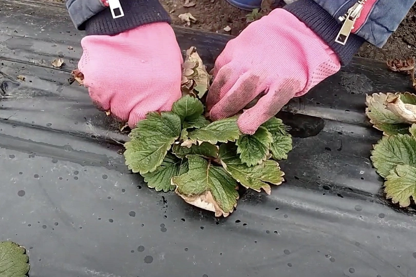 какие листья клубники нужно безжалостно удалять ради большого урожая