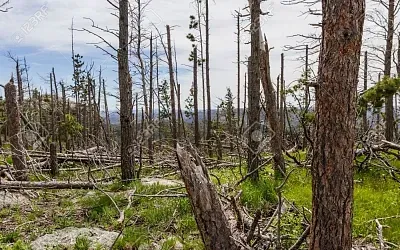 Опасный грибок добрался из тёплых регионов до Красноярска