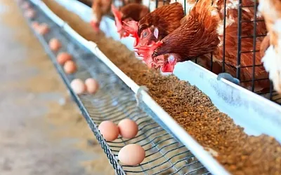 Минсельхоз: цены на яйца и мясо кур стабилизировались