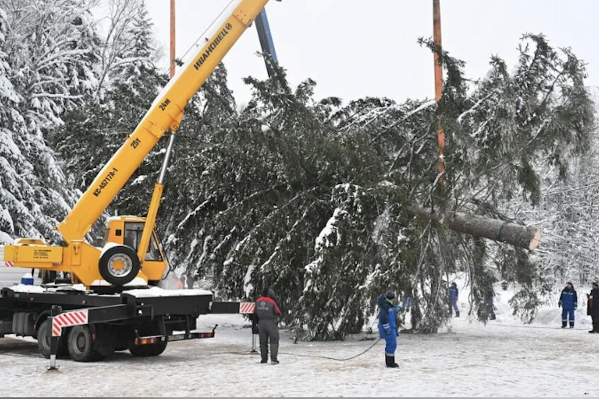 Под Можайском спилили главную новогоднюю ёлку России