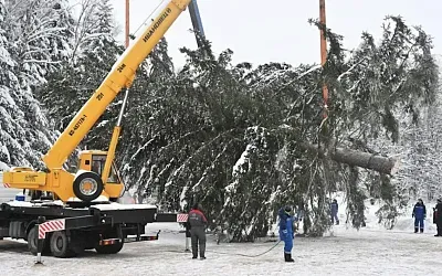 Под Можайском спилили главную новогоднюю ёлку России