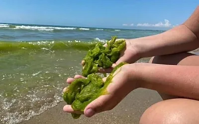 Пляжи Анапы превратились в болота из-за цветения водорослей