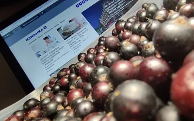 Смородиновое варенье без варки – как приготовить