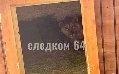Лев напал на девочку на территории одного из предприятий в Саратове
