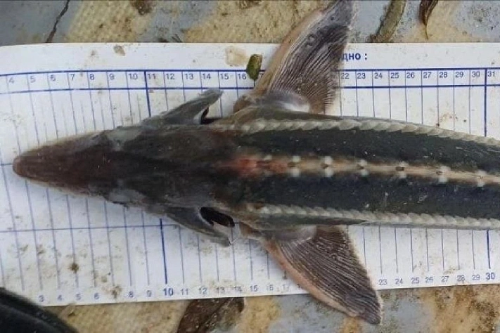 В Азовском море впервые за век нашли редкого осётра — шипа