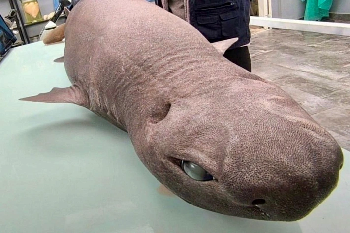 «Аниме-акула» на пляже Астурии оказалась беременной