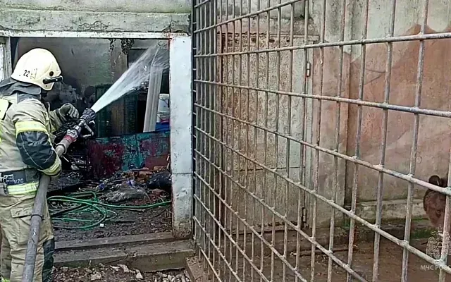 Более 200 животных погибло при пожаре контактного зоопарка в Евпатории