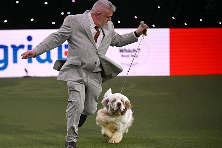 Кламбер-спаниель Брюин стал лучшей собакой мира