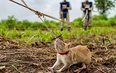 В Камбодже поставили памятник крысе, которая спасала людей
