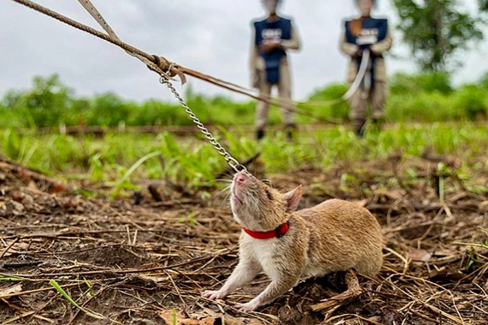 В Камбодже поставили памятник крысе, которая спасала людей