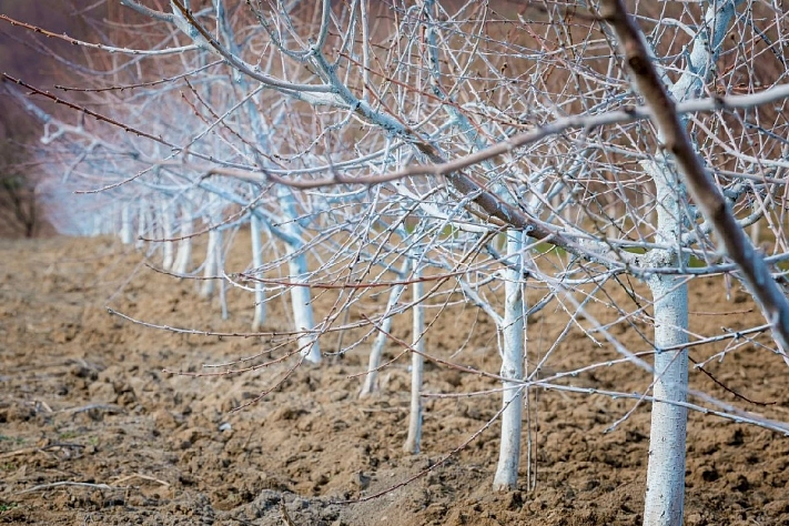 Обработка сада медным купоросом