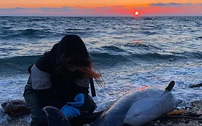 На Кубани из-за рыболовных сетей гибнут черноморские дельфины 