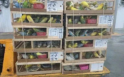 В подмосковном аэропорту обнаружили целую партию попугаев