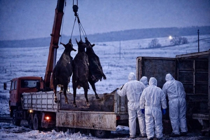 Почему в Сибири массово уничтожают скот