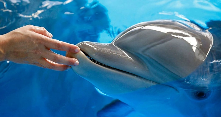На Кубани появится первый реанимобиль для... дельфинов