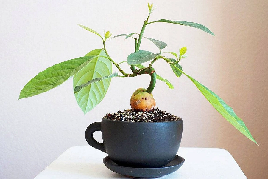 Как точно вырастить авокадо в домашних условиях – как вырастить авокадо из косточки