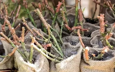 Как сохранить купленные зимой саженцы роз