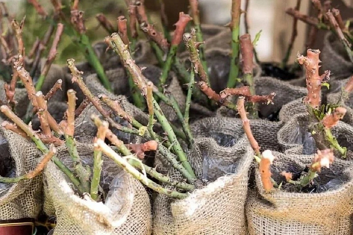 Как сохранить купленные зимой саженцы роз