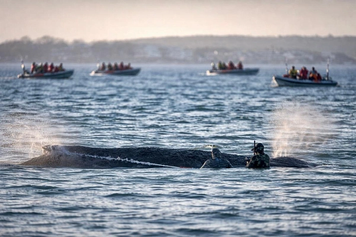Кит, за которым следит Германия, всё ещё между надеждой и смертью
