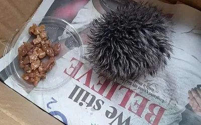 В Британии жительница перепутала помпон от шапки с ежом