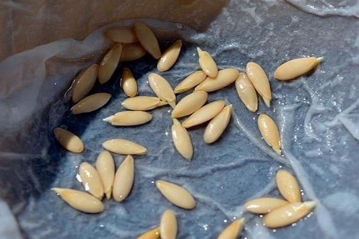 Для чего нужно закаливание семян