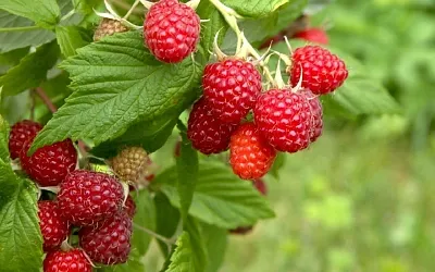 Три секрета ухода за малиной летом