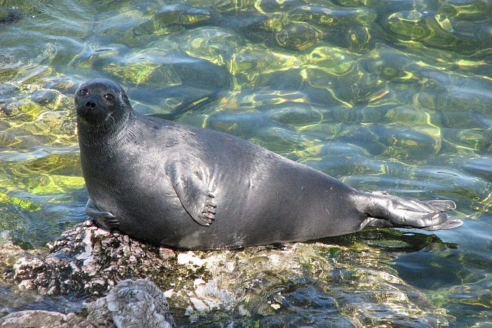 Из-за изменения климата байкальские нерпы лысеют и хуже размножаются