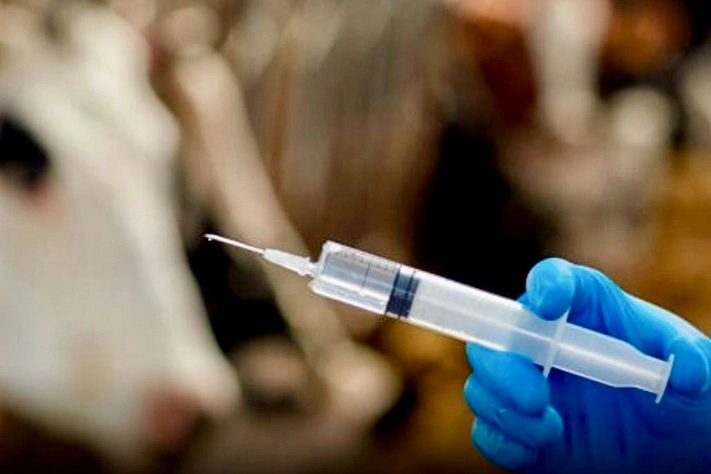 В Туркестанской области раскрыли схему хищений в ветслужбе