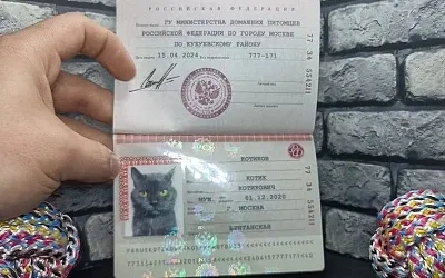В столице владельцам питомцев предлагают оформить на них паспорта