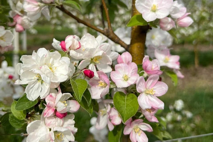 Чем и когда подкармливать яблони и груши